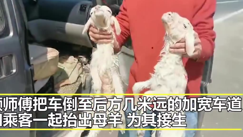 #母羊杭州湾跨海大桥上生下两只小羊# 交警封闭车道“协助”生产